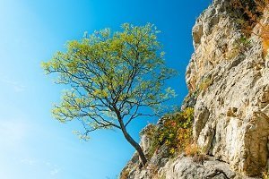 tree growing out of cliff